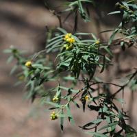 Poison Pimelea